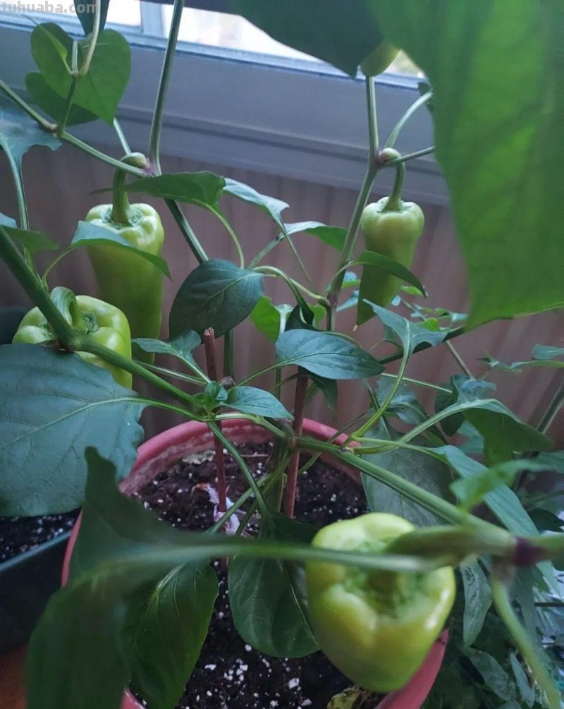 新手种菜详细指南，做好这8点，在阳台也能布置一片小菜园