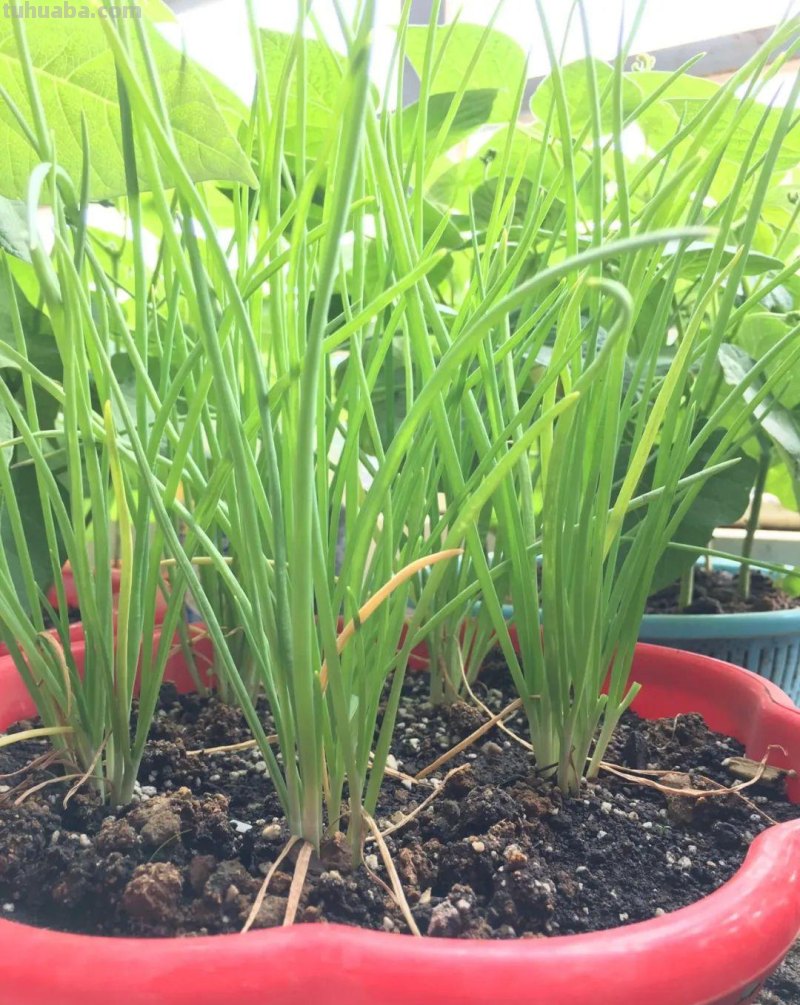 新手种菜详细指南，做好这8点，在阳台也能布置一片小菜园