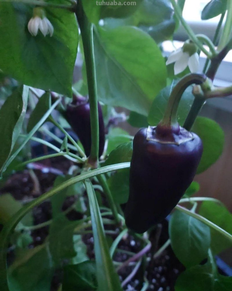 新手种菜详细指南，做好这8点，在阳台也能布置一片小菜园