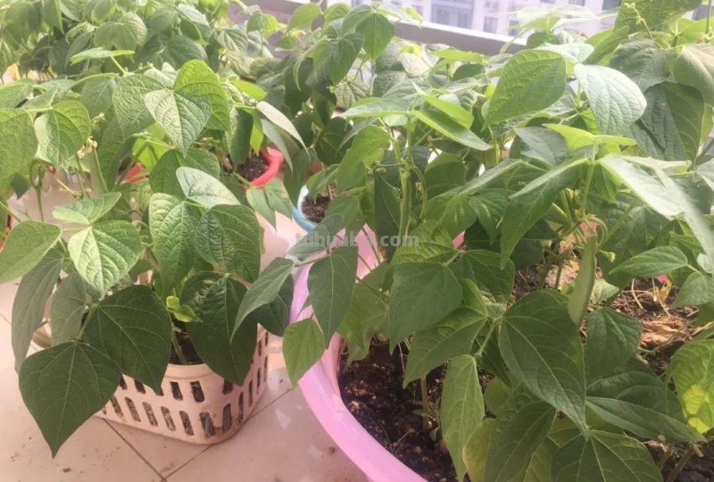 新手种菜详细指南，做好这8点，在阳台也能布置一片小菜园