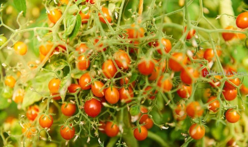 新手种菜详细指南，做好这8点，在阳台也能布置一片小菜园