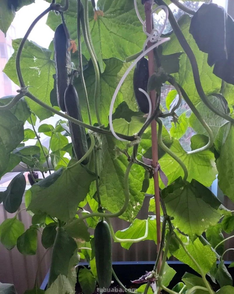 新手种菜详细指南，做好这8点，在阳台也能布置一片小菜园