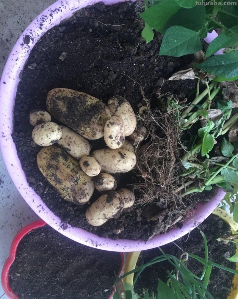 新手种菜详细指南，做好这8点，在阳台也能布置一片小菜园