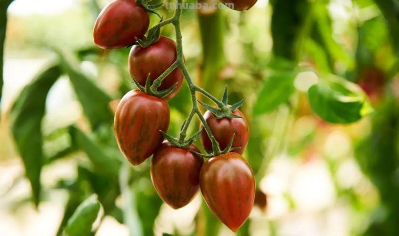 新手种菜详细指南，做好这8点，在阳台也能布置一片小菜园