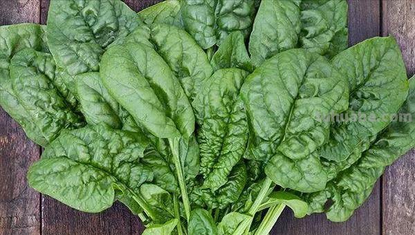 菠菜“太贵啦”，不如自己在家种，掌握4个技巧，一个冬天吃不完
