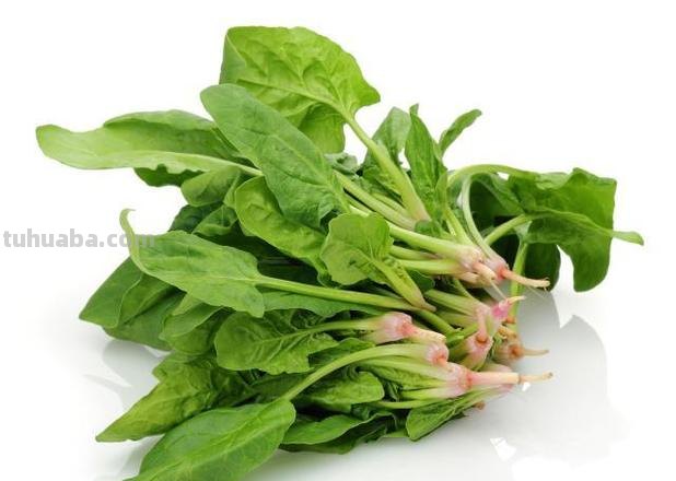 菠菜“太贵啦”，不如自己在家种，掌握4个技巧，一个冬天吃不完