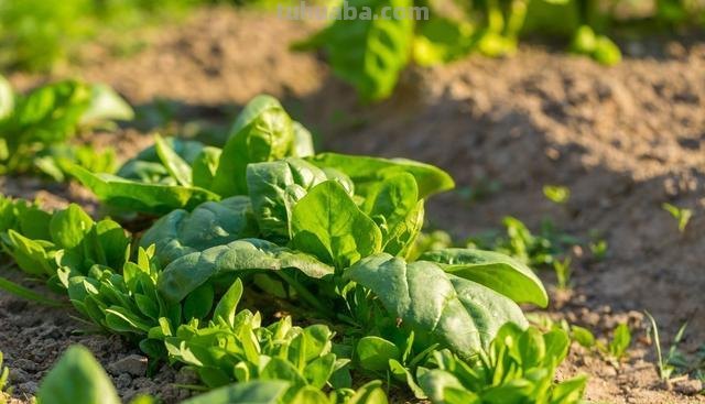 菠菜“太贵啦”，不如自己在家种，掌握4个技巧，一个冬天吃不完
