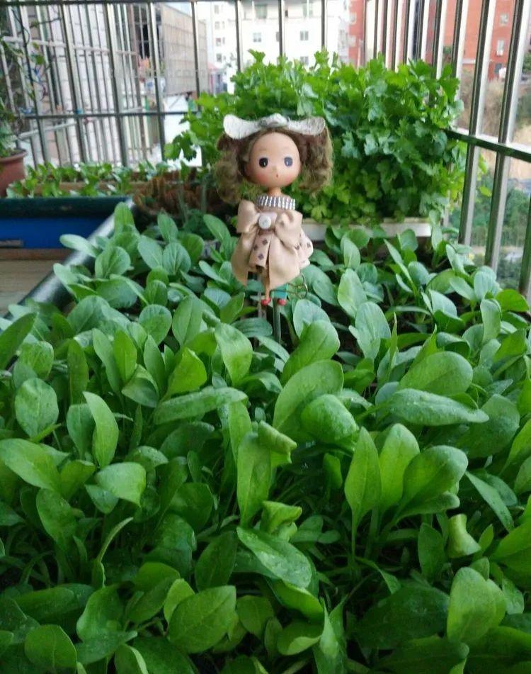 菠菜“太贵啦”，不如自己在家种，掌握4个技巧，一个冬天吃不完