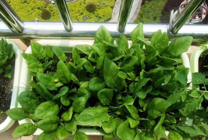 菠菜“太贵啦”，不如自己在家种，掌握4个技巧，一个冬天吃不完