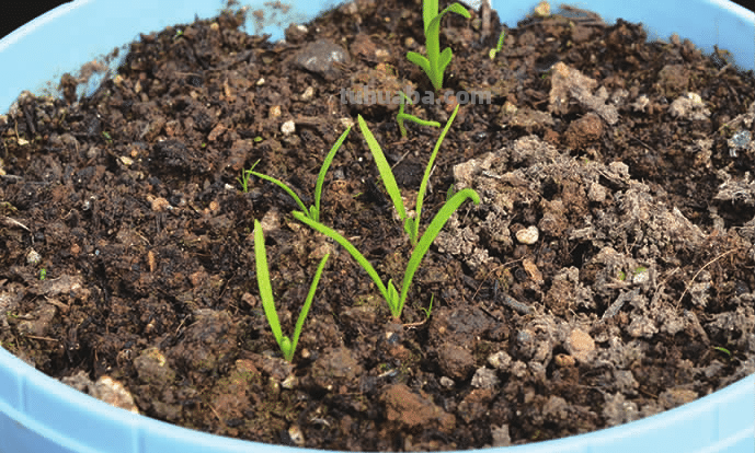 菠菜“太贵啦”，不如自己在家种，掌握4个技巧，一个冬天吃不完