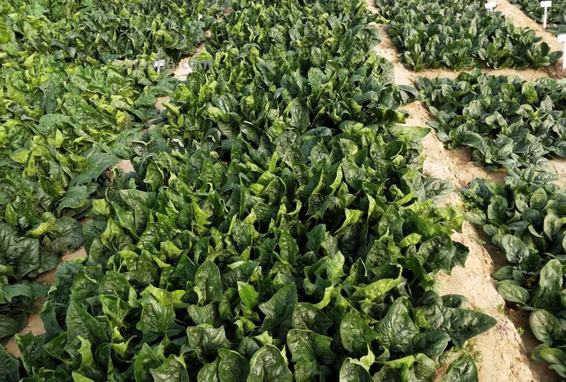 菠菜“太贵啦”，不如自己在家种，掌握4个技巧，一个冬天吃不完