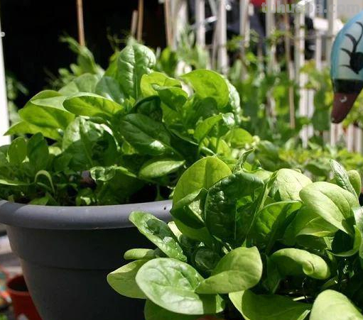 菠菜“太贵啦”，不如自己在家种，掌握4个技巧，一个冬天吃不完