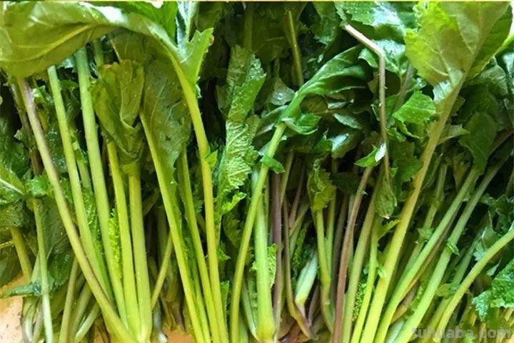 菠菜“太贵啦”，不如自己在家种，掌握4个技巧，一个冬天吃不完