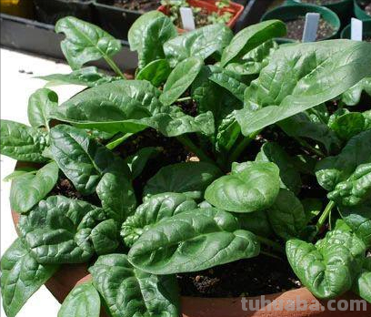 菠菜“太贵啦”，不如自己在家种，掌握4个技巧，一个冬天吃不完