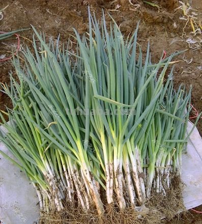 调味香葱在家种植，注意这4点，轻松养殖