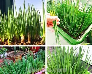 调味香葱在家种植，注意这4点，轻松养殖