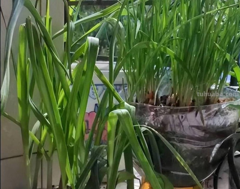 调味香葱在家种植，注意这4点，轻松养殖