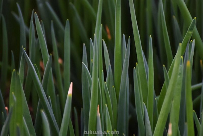 调味香葱在家种植，注意这4点，轻松养殖