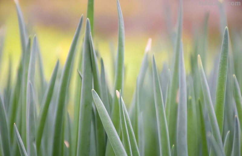 调味香葱在家种植，注意这4点，轻松养殖