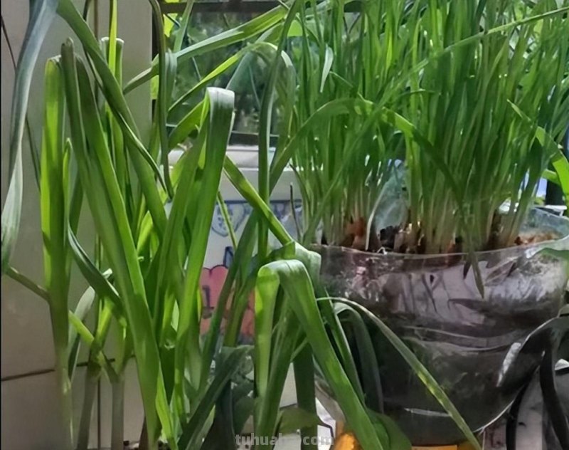 调味香葱在家种植，注意这4点，轻松养殖