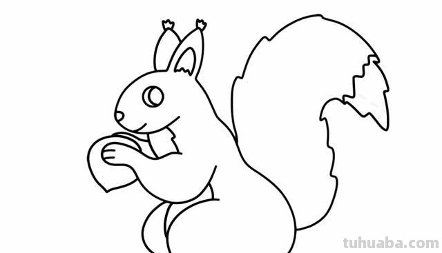 松鼠简笔画 松鼠简笔画 可爱