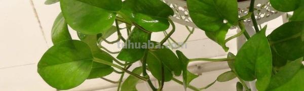 绿萝栽培步骤