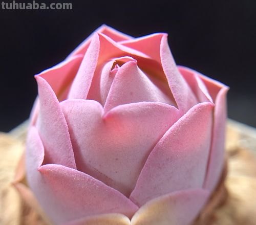 6种粉色的多肉普货，漂亮可爱，皮实好养，哪一款儿，萌化了你？