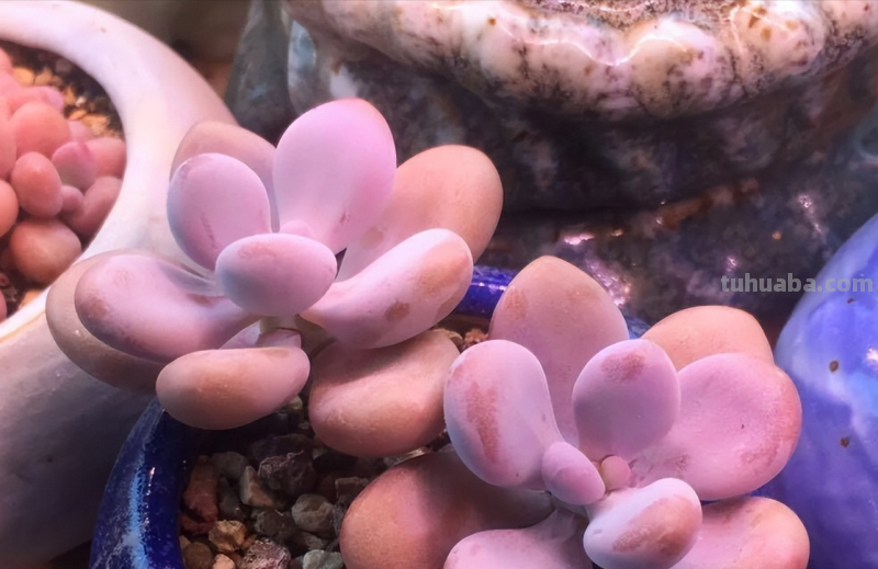 6种粉色的多肉普货，漂亮可爱，皮实好养，哪一款儿，萌化了你？