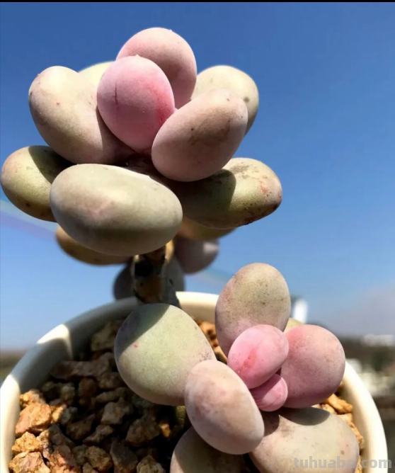 6种粉色的多肉普货，漂亮可爱，皮实好养，哪一款儿，萌化了你？