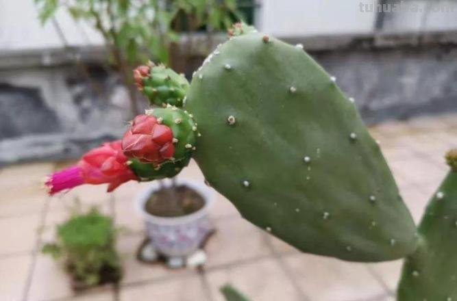 让仙人掌植物开花的几个小技巧,盆栽养楼顶也能孕育花朵和果实