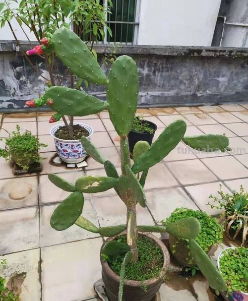让仙人掌植物开花的几个小技巧,盆栽养楼顶也能孕育花朵和果实