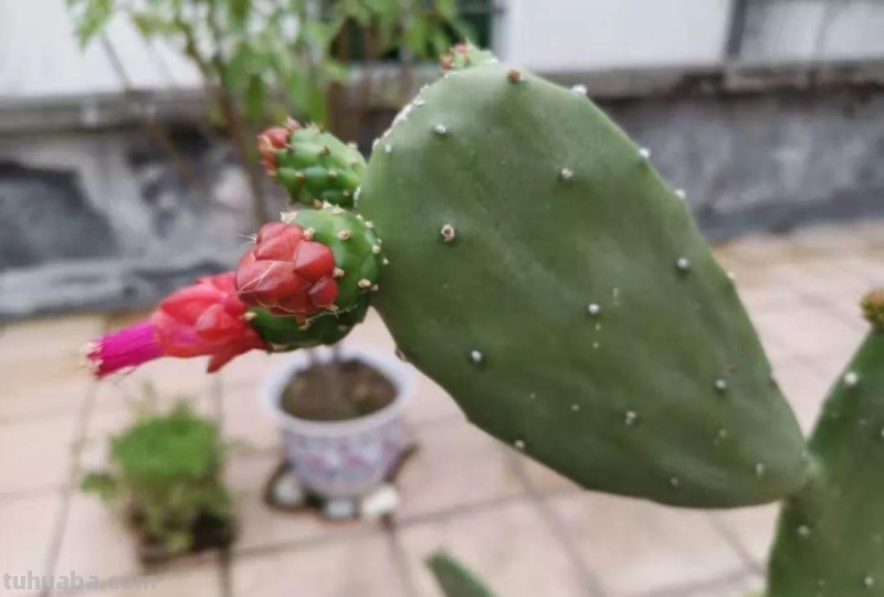 让仙人掌植物开花的几个小技巧，盆栽养楼顶也能孕育花朵和果实