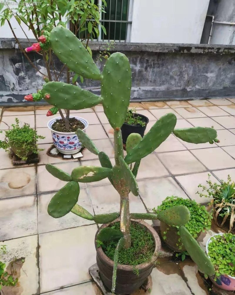 让仙人掌植物开花的几个小技巧，盆栽养楼顶也能孕育花朵和果实