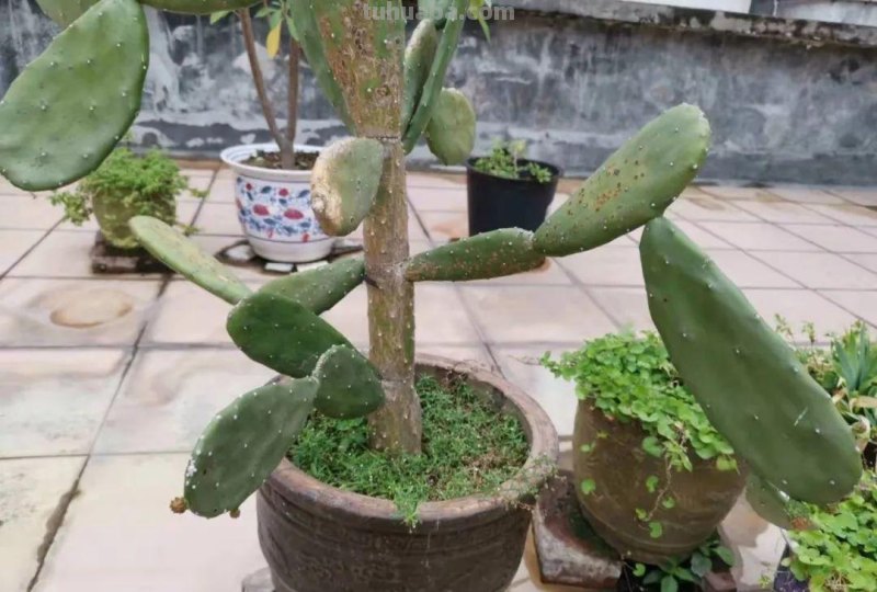 让仙人掌植物开花的几个小技巧，盆栽养楼顶也能孕育花朵和果实