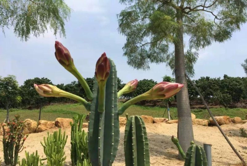 让仙人掌植物开花的几个小技巧，盆栽养楼顶也能孕育花朵和果实