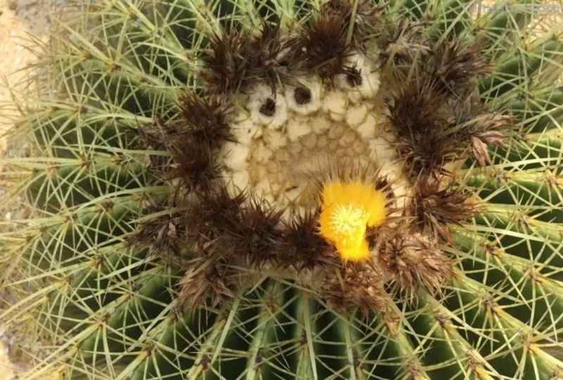 让仙人掌植物开花的几个小技巧，盆栽养楼顶也能孕育花朵和果实