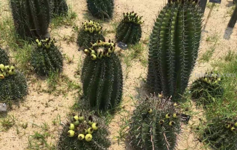让仙人掌植物开花的几个小技巧，盆栽养楼顶也能孕育花朵和果实