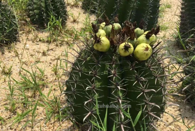 让仙人掌植物开花的几个小技巧，盆栽养楼顶也能孕育花朵和果实