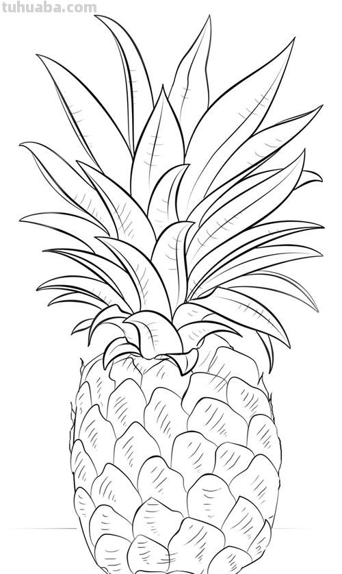 菠萝简笔画怎么画 菠萝简笔画怎么画铅笔