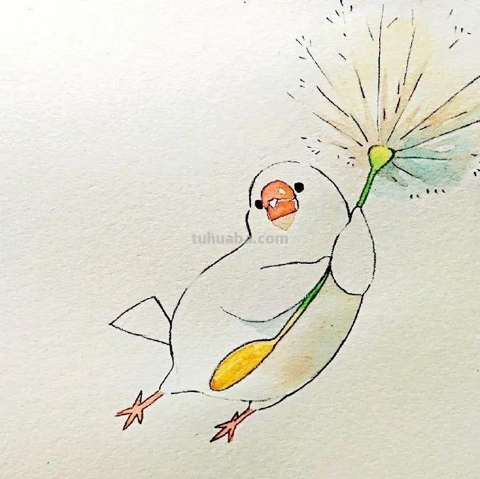 可爱小鸟！治愈系简笔插画作品