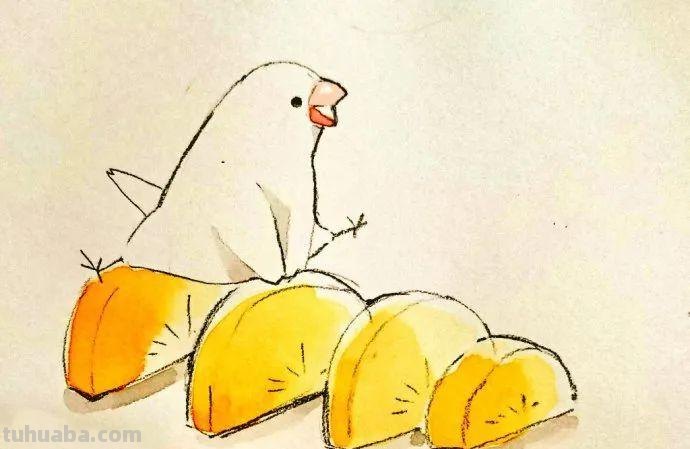 可爱小鸟！治愈系简笔插画作品