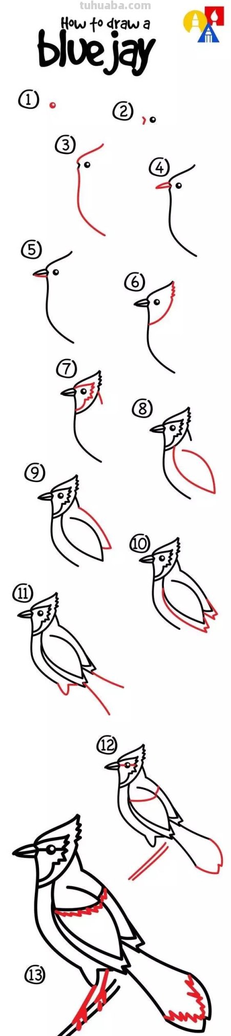 儿童简笔画：鹦鹉、知更鸟、冠蓝鸦三种鸟类的详细画法，附步骤图
