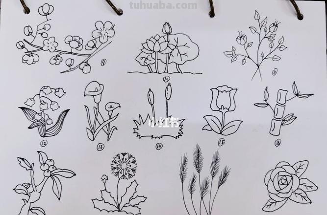 每天学一幅简笔画-19种植物简笔画小教程