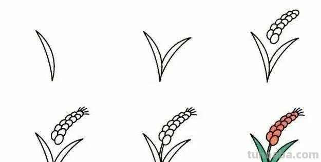 每天学一幅简笔画-19种植物简笔画小教程