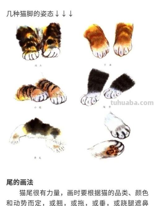 国画技法 - 写意《猫趣》步骤讲解示范