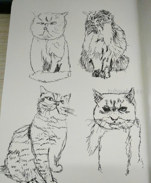 速写画一只可爱的小猫咪 教你画速写小动物 轻松上手