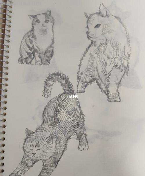 速写画一只可爱的小猫咪 教你画速写小动物 轻松上手