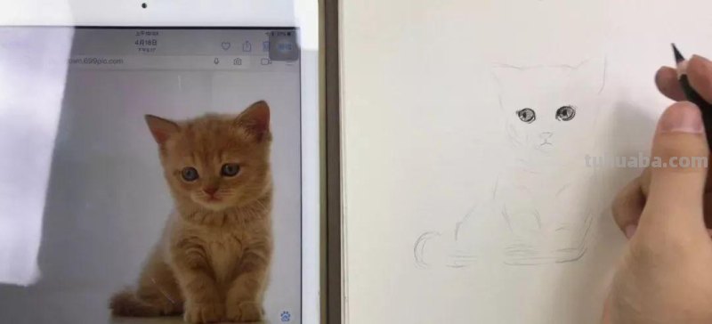 速写画一只可爱的小猫咪 教你画速写小动物 轻松上手