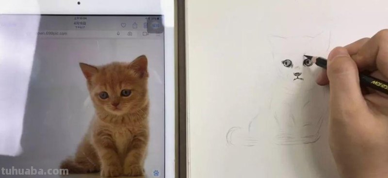 速写画一只可爱的小猫咪 教你画速写小动物 轻松上手