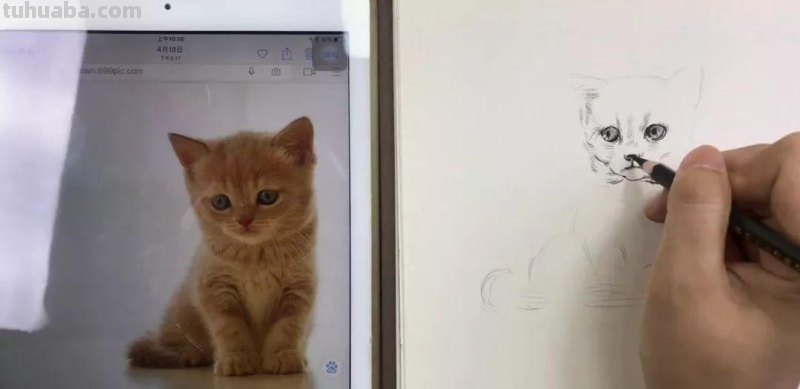 速写画一只可爱的小猫咪 教你画速写小动物 轻松上手